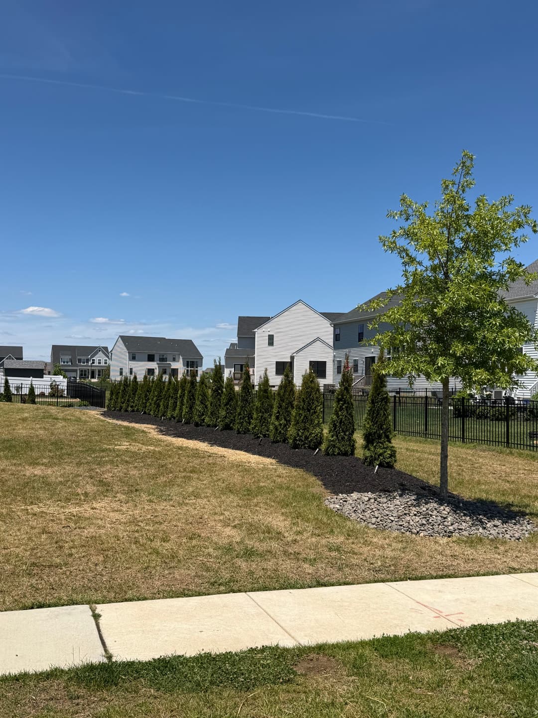 New residential neighborhood with manicured shrubs and a tree against a clear blue sky.