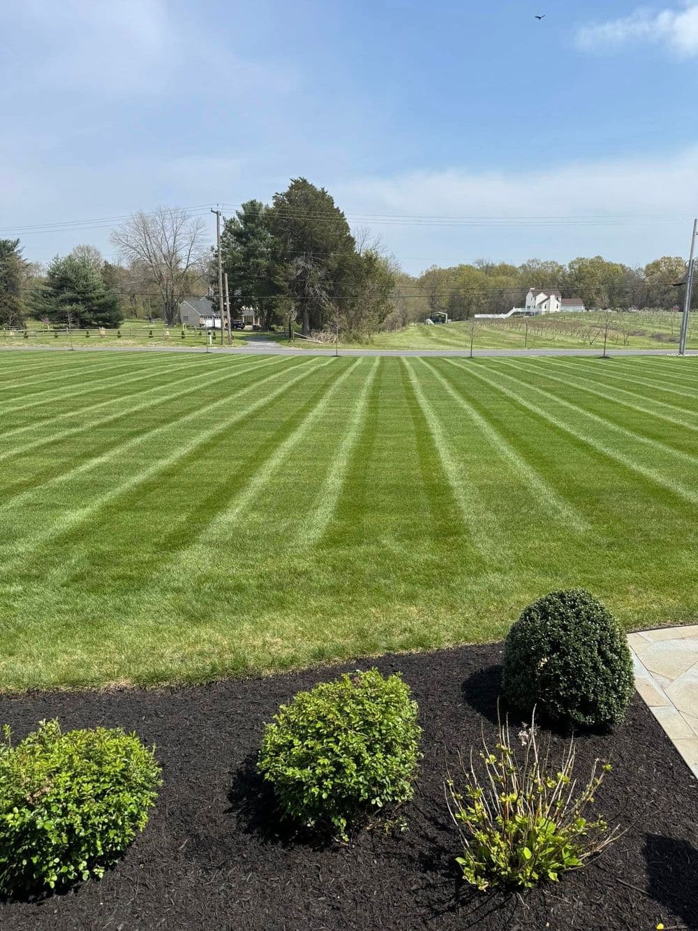 Lush green lawn with striped pattern and landscaped bushes under a clear blue sky.