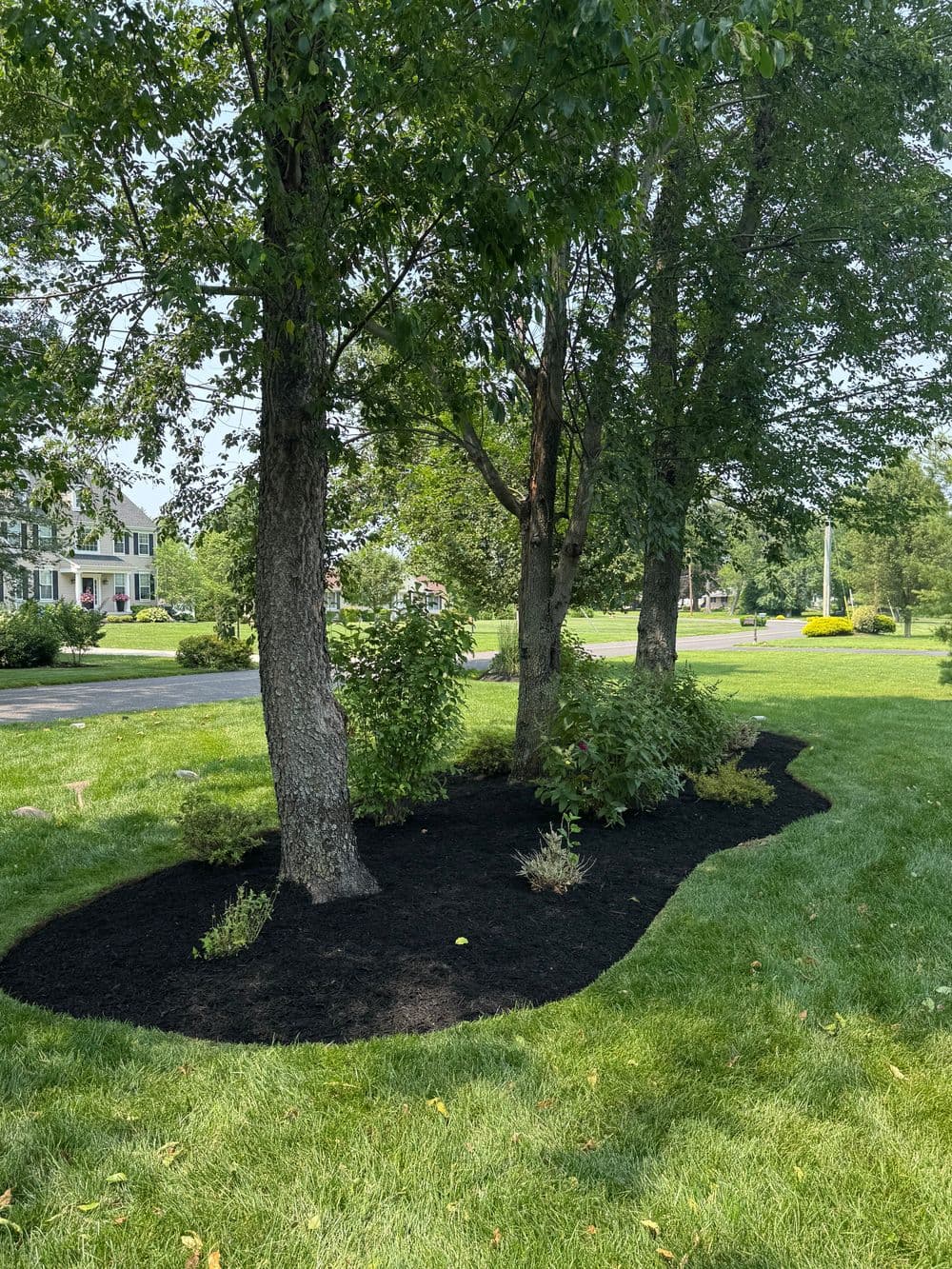 Landscaped garden featuring three trees, fresh mulch, and vibrant greenery in a residential area.