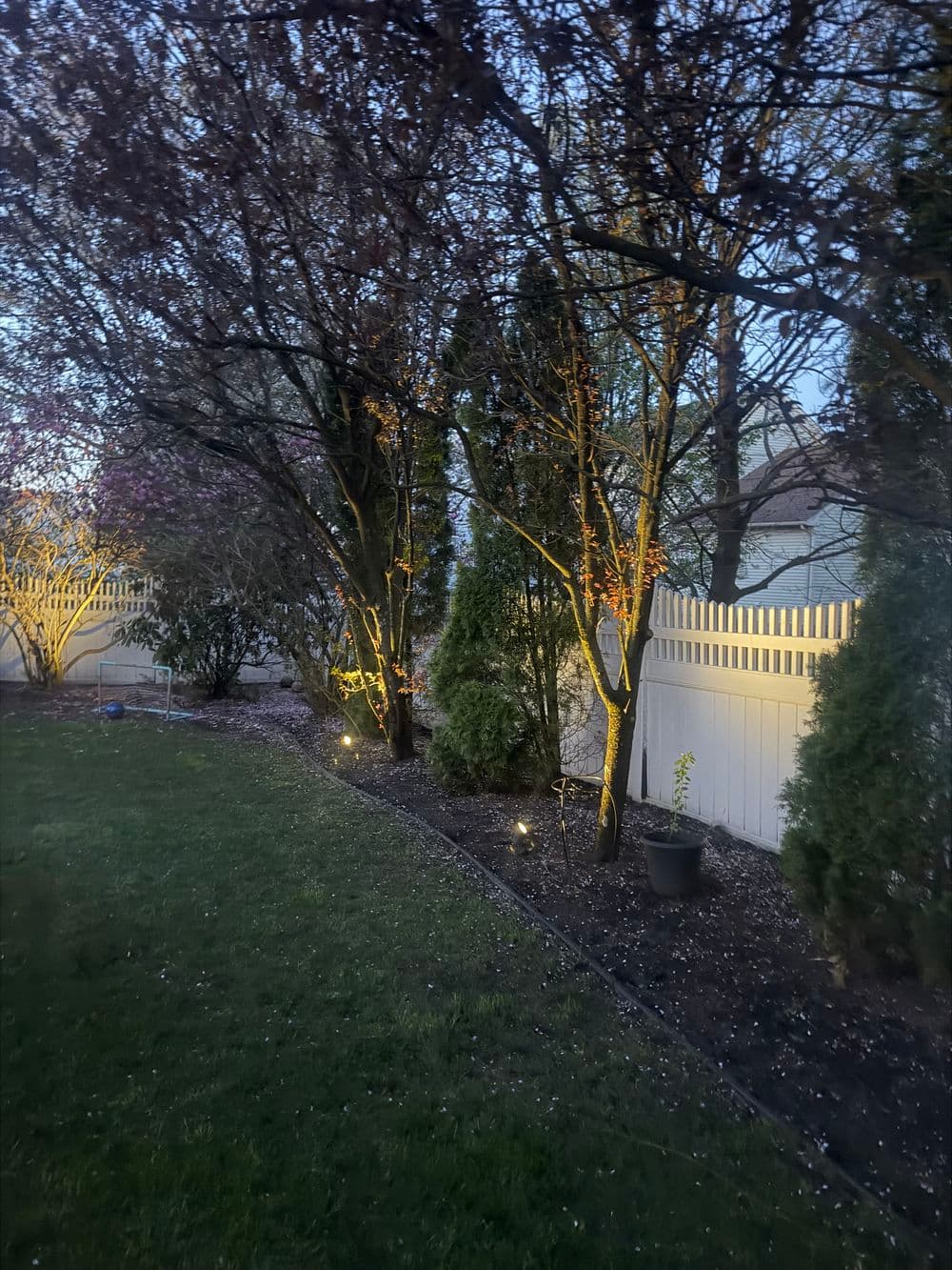 Twilight garden scene featuring illuminated trees and a white fence in a landscaped yard.