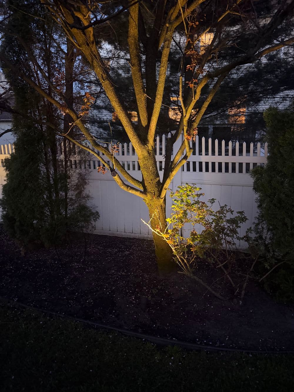 Illuminated tree at night beside a white picket fence in a garden setting.