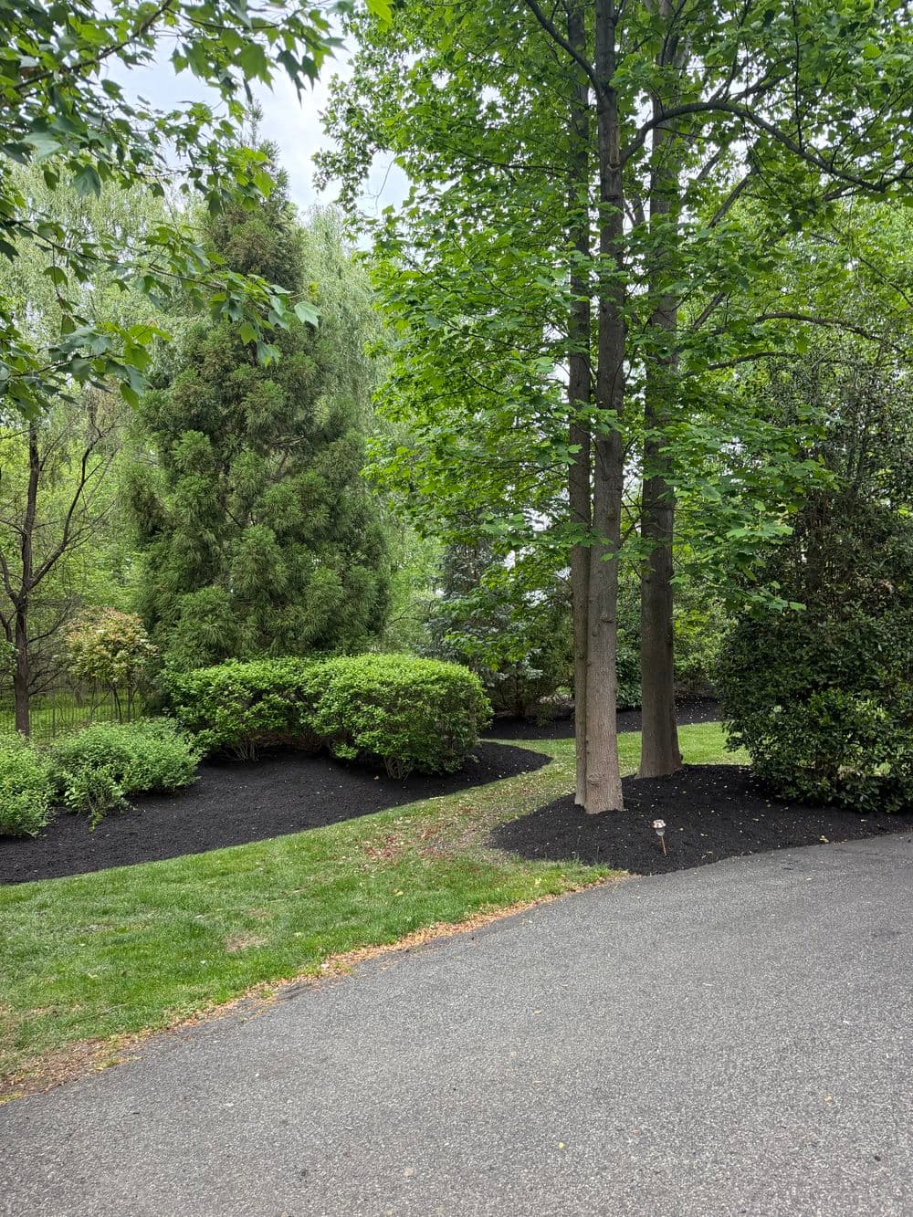 Lush green landscape with trees and shrubs, featuring fresh black mulch along a driveway.